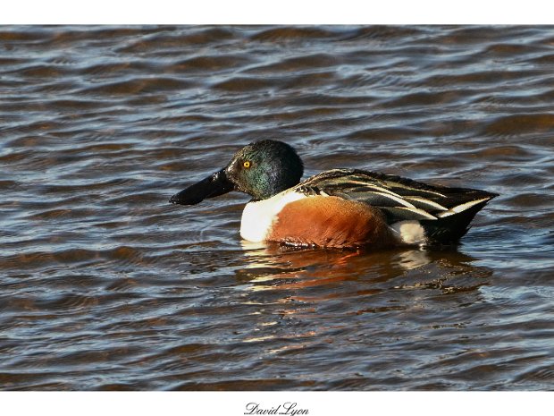 Frampton Marsh 25-01-2025