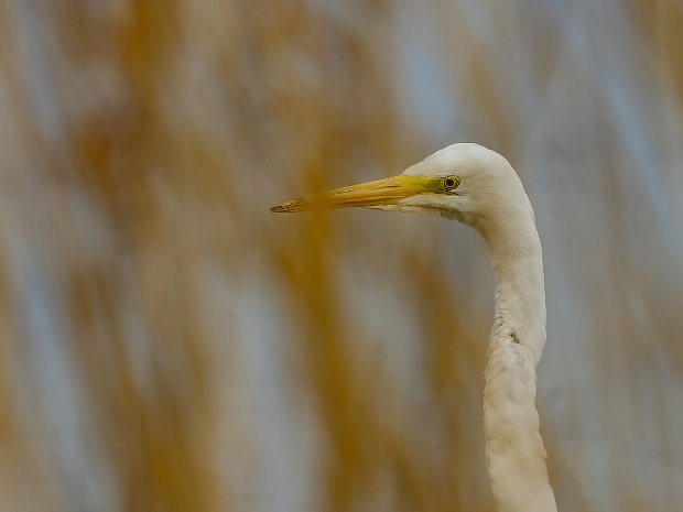 Middleton Lakes