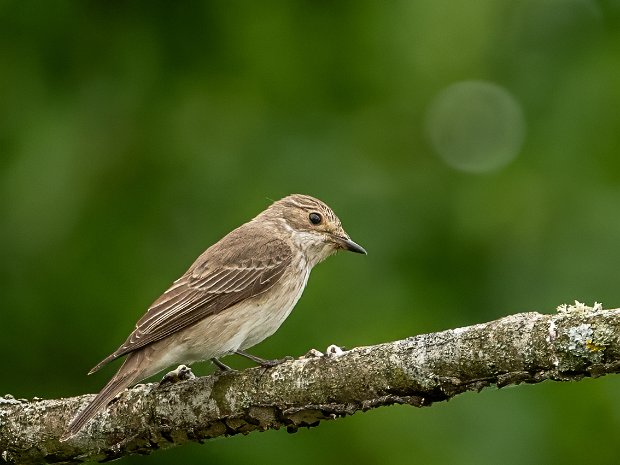 RSPB Otmoor 28-06-25