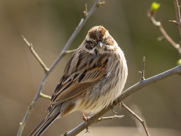 RSPB Otmoor